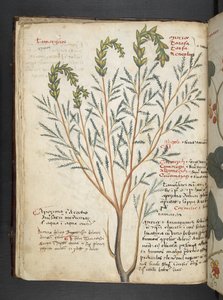 Legg til MS 41623 f.18v A herbal, Belluno (blekk og farge på vellum) av Italian School