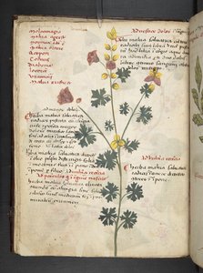Legg til MS 41623 f.19v A herbal, Belluno (blekk og farge på vellum) av Italian School