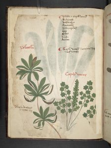 Legg til MS 41623 f.1v A herbal, Belluno (blekk og farge på vellum) av Italian School