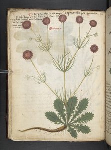 Legg til MS 41623 f.26v A herbal, Belluno (blekk og farge på vellum) av Italian School