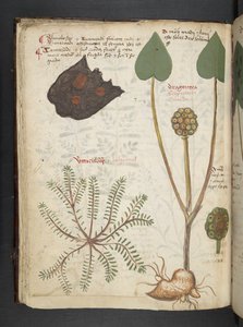 Legg til MS 41623 f.28v 