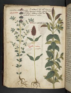 Legg til MS 41623 f.30v 'A herbal', Belluno (blekk og farge på vellum) av Italian School