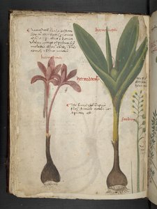 Legg til MS 41623 f.34v 