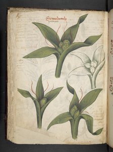 Legg til MS 41623 f.36v 