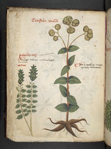 Legg til MS 41623 f.37v 
