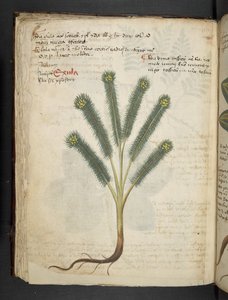 Legg til MS 41623 f.39v 