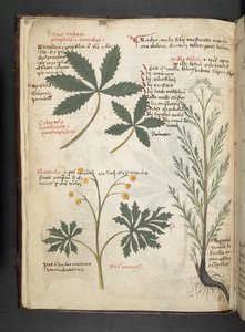 Legg til MS 41623 f.3v A herbal, Belluno (blekk og farge på vellum) av Italian School