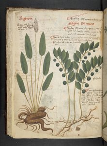 Legg til MS 41623 f.42v 