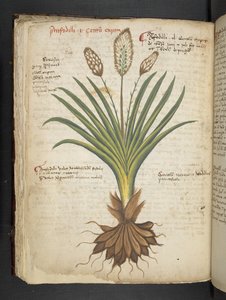 Legg til MS 41623 f.50v 