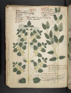 Legg til MS 41623 f.52v 