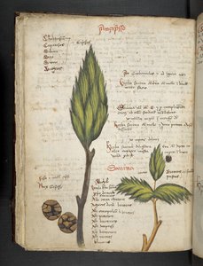 Legg til MS 41623 f.62v 