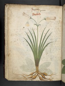 Legg til MS 41623 f.64v 