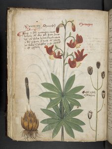 Legg til MS 41623 f.66v 
