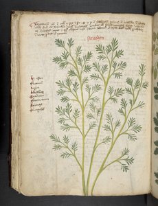 Legg til MS 41623 f.74v 