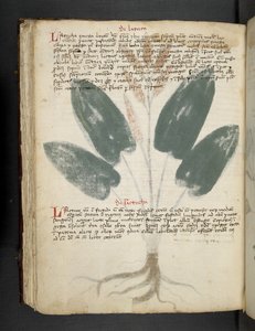 Legg til MS 41623 f.80v 