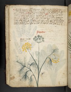 Legg til MS 41623 f.84v Finocchio, fra 