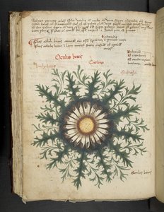 Legg til MS 41623 f.97v Carlina, fra 