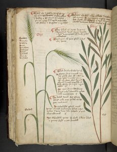 Legg til MS 41623 f.98v Orzo, fra 