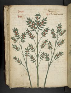 Legg til MS 41623 f.99v 