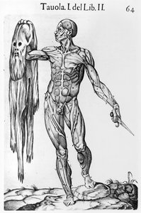 Anatomical Study, plate 64, illustrasjon fra Anatomia del corpo humano av Juan de Valverde (c.1525-c.1587) Roma, 1560 av Italian School