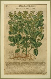 Basilikum, en botanisk plate fra Discorsi av Pietro Andrea Mattioli (1501-77) utgitt i Venezia, 1570 av Italian School