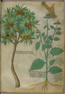 Botanisk illustrasjon (blekk og farge på papir) av Italian School
