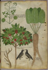 Botanisk illustrasjon av planter og fugler, ca. 1440 (blekk og farge på papir av Italian School