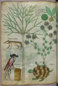 Botanisk og dyreillustrasjon av planter, en skilpadde, en mann og et annet dyr, ca. 1440 (blekk og farge på vellum) av Italian School