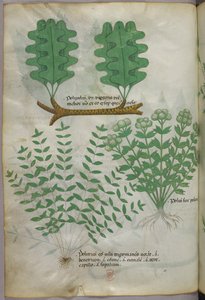 Botanisk illustrasjon, ca. 1440 (blekk og farge på vellum) av Italian School