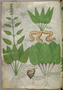 Botanisk illustrasjon, ca. 1440 (blekk og farge på vellum) av Italian School