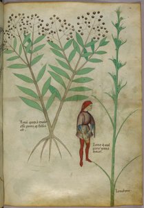Botanisk illustrasjon av en plante og en mann som urinerer i en potte, ca. 1440 (blekk og farge på papir) av Italian School