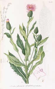 Cardus cichoraceus og Gnaphalium pendululare, 1811-1838 av Italian School