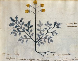 Torsk. 2007 Artemisia, medisinplante fra en 