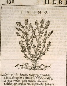 Vanlig timian (Thymus vulgaris), gravering av Castore Durante av Italian School