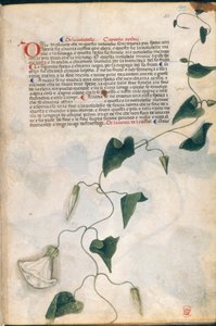Convolvulus Plant, illustrasjon fra 