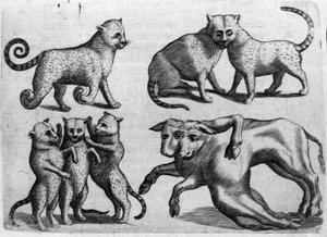 Ulike typer monstre: katter og kuer med flere kropper. Gravering fra "Monstrenes natur, deres årsaker og forskjeller" av Fortunio Selvomi (1577-1656), italiensk vitenskapsmann. 1646 av Italian School