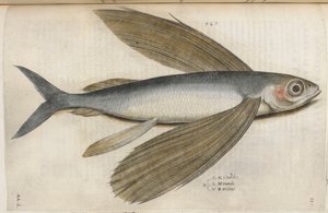 Flyvende fisk, illustrasjon fra 