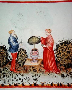 Fol.39v Gathering the Basilicum Curatum, illustrasjon fra 
