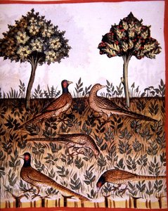 Fol.68v Fasaner, illustrasjon fra 