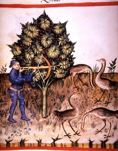 Fol.70v jaktkran, illustrasjon fra 