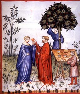 Fol.86r White Wine, illustrasjon fra 