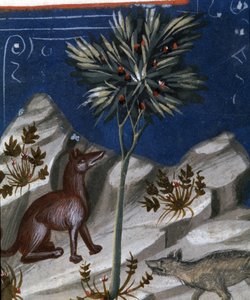 Fox and a wolf, illustrasjon fra "Codex Justianus", 1350 av Italian School