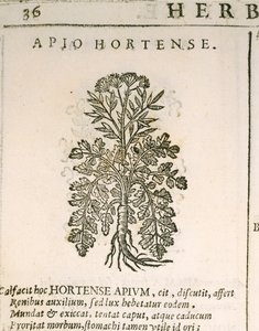 Hagepersille (Petroselinum crispum), gravering av Castor Durante av Italian School