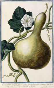 Kalebass, 1772-1784 av Italian School