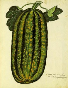 Green Oblong Squash av Ulisse Aldrovandi (1522 - 1605) plate utgitt i Piante Fiori Frutti (håndfarget gravering). av Italian School