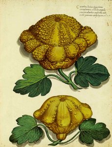 Heirloom Squash av Ulisse Aldrovandi av Italian School