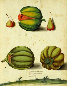 Heirloom Squash av Ulisse Aldrovandi av Italian School