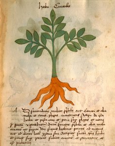 Herba Cancealis av Italian School