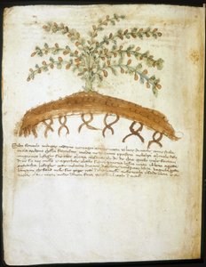 Herbarium fra 1300-tallet. Riminis kommunale bibliotek. av Italian School