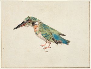 Kingfisher, ca. 1650-99 (svart kritt, akvarell, kroppsfarge på lagt papir, nedlagt, med brune blekkrammelinjer på tre kanter) av Italian School